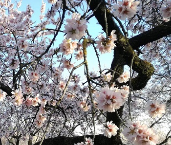 Parques para ver la flor del cerezo Madrid. GRATIS - Portimismo