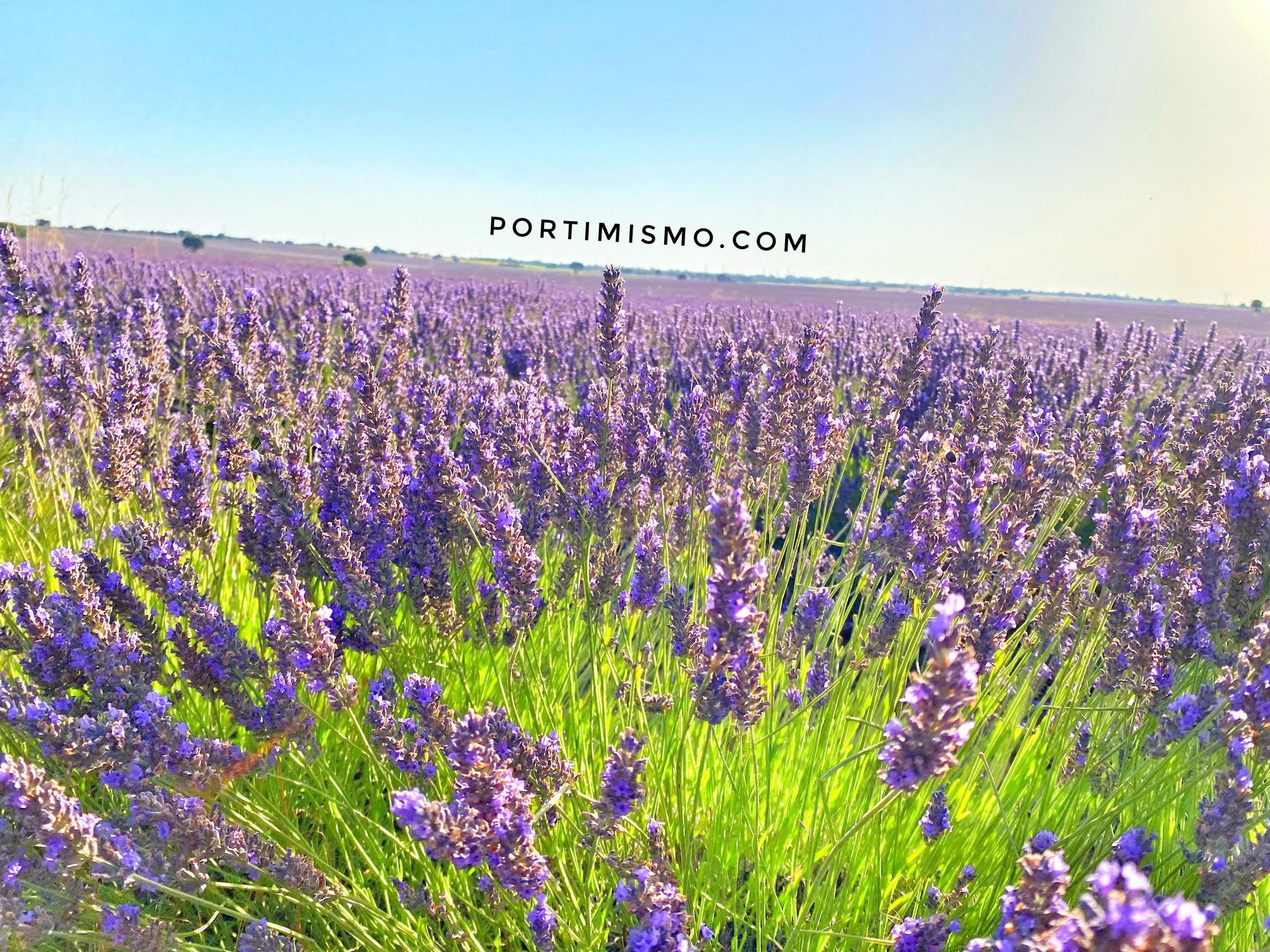 Campos de Lavanda, Brihuega Rutas cerca de Madrid - Portimismo